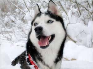 Photo of Husky Haven Virgin Gold Atabaska