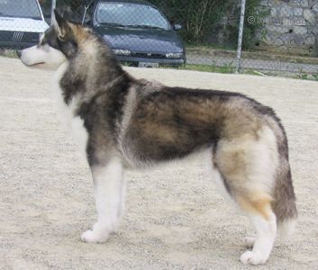 Photo of Sheytan’s Beauty Uh-La-La