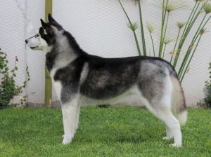 Photo of Kristari´s Nirvana Dream