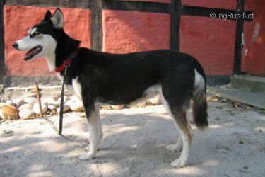 Photo of A’Tebs Pusjkin Of Togo