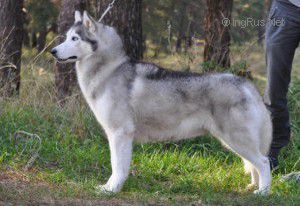 Photo of Husky Haven Kitana