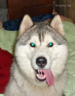 Photo of Alapa Siberians Olimpik Glori