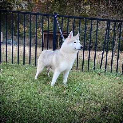 Photo of Koori Yama’s Beautiful Reward