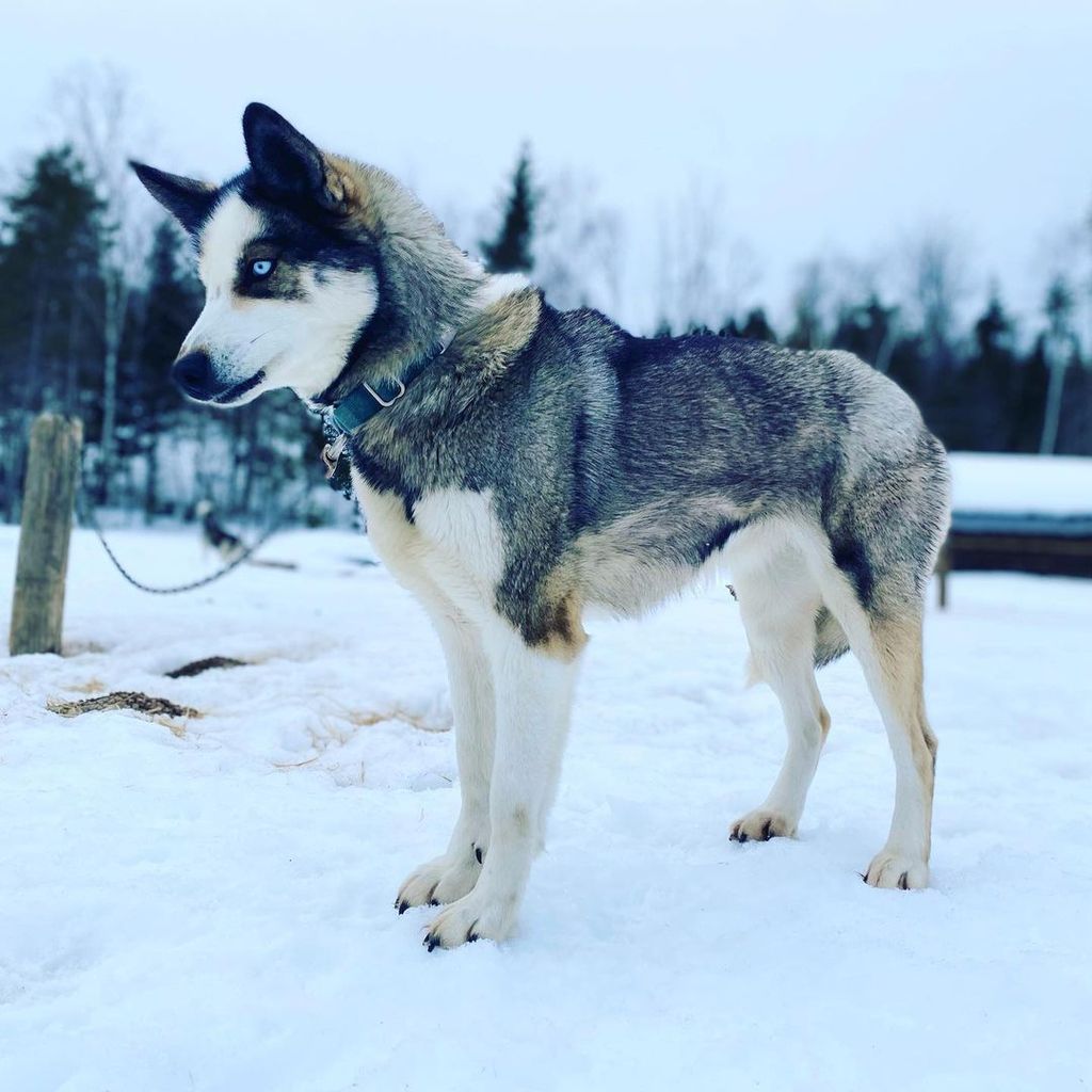 Photo of Deer Creek's Kyra at Poland Spring