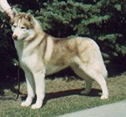 Photo of Tullemore's Natural Choice