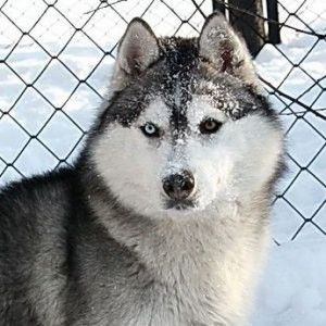 Photo of Belstok Winner Magic Charm