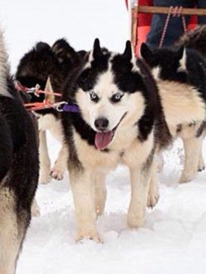 Photo of Severnaya Nadegda Veter