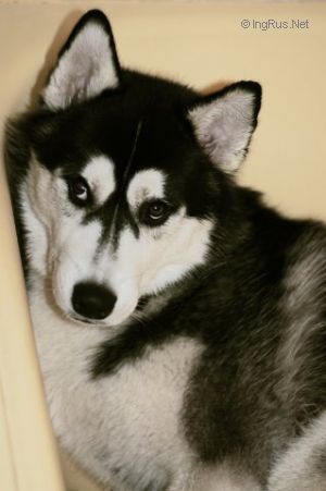 Photo of Arctic Magic Royal Black