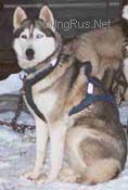 Photo of Blackwaters Cassiar Of Lara-Ke