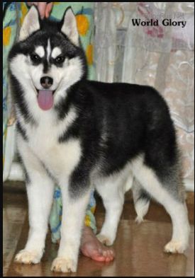 Photo of Snow Galaxy Do And Get