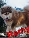 Photo of The Husky Ranch’s Remy
