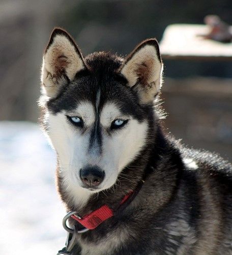Photo of Jedeye Gabby of Manitou