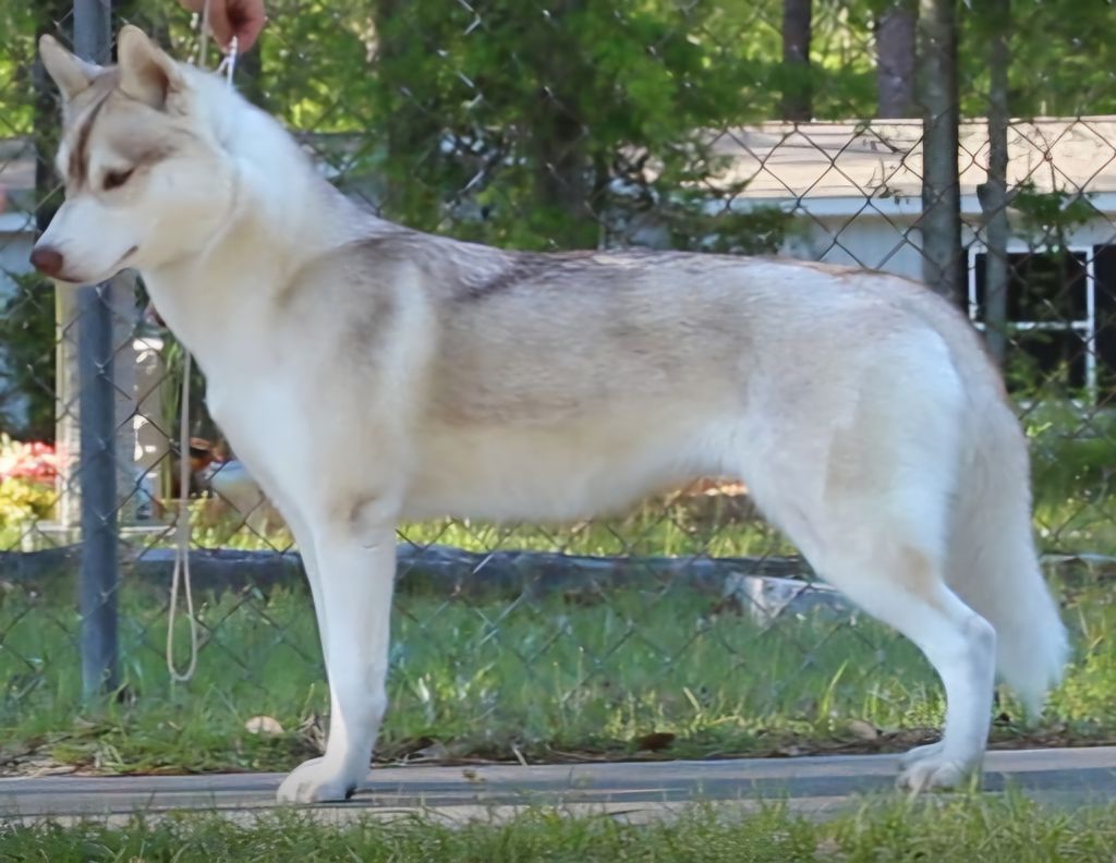 Photo of Saturn's Red Fox of Mischief