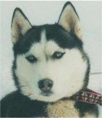 Photo of Ouchka