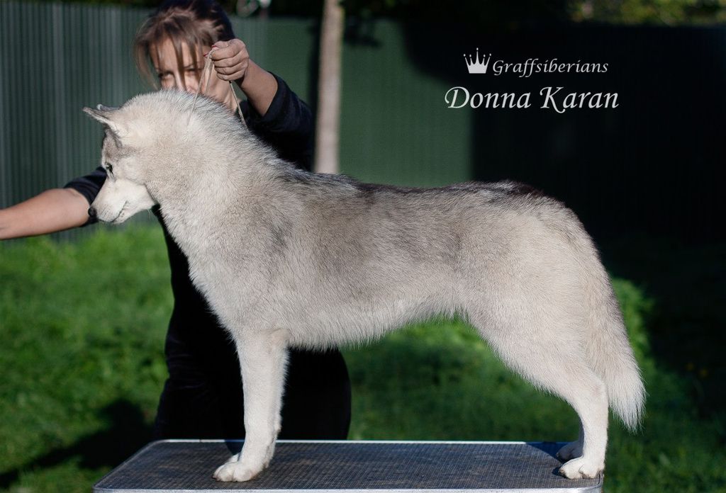 Photo of Graffsiberians Donna Karan