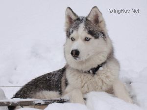 Photo of Ceya 2 S Akulovoy Gori