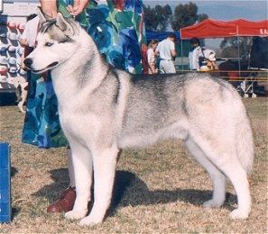 Photo of Nuggetuk’s Frostbite
