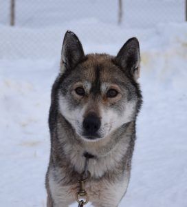 Photo of Polar Speed Irkku
