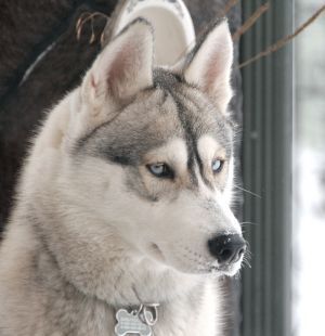 Photo of Husky Haven Angel In The Sky