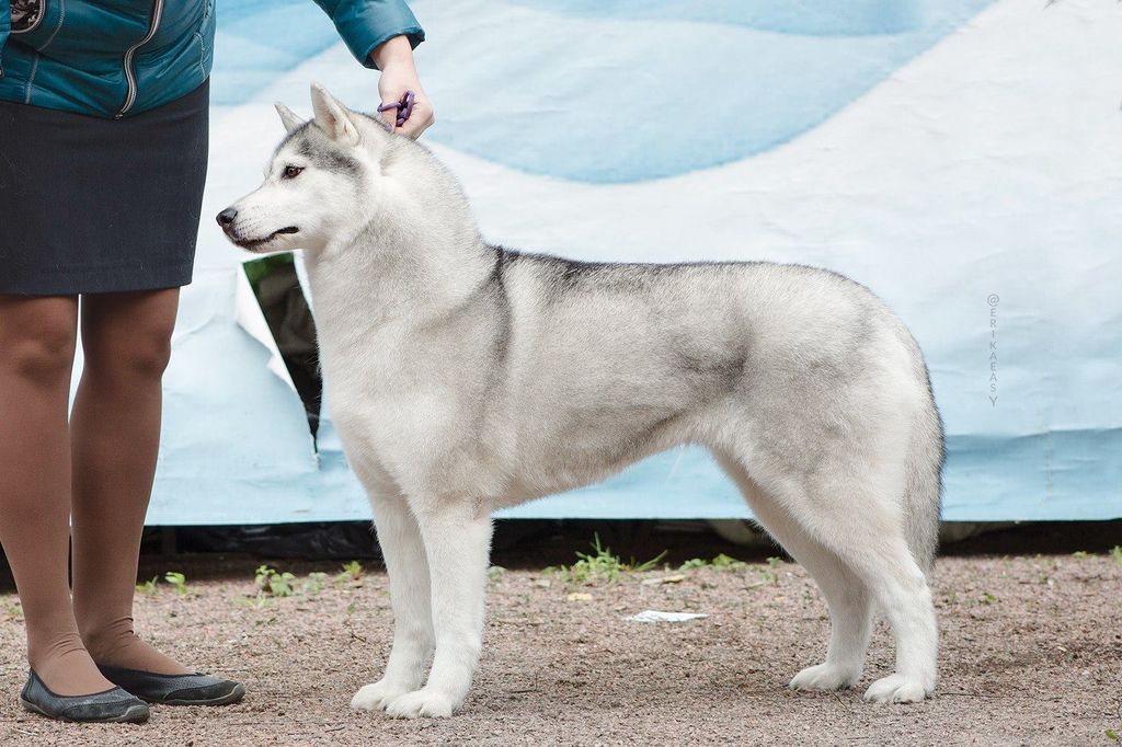 Photo of Karnovanda’s Tyche Lesark