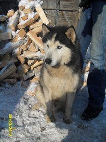 Photo of Husky Haven Royal Diamond