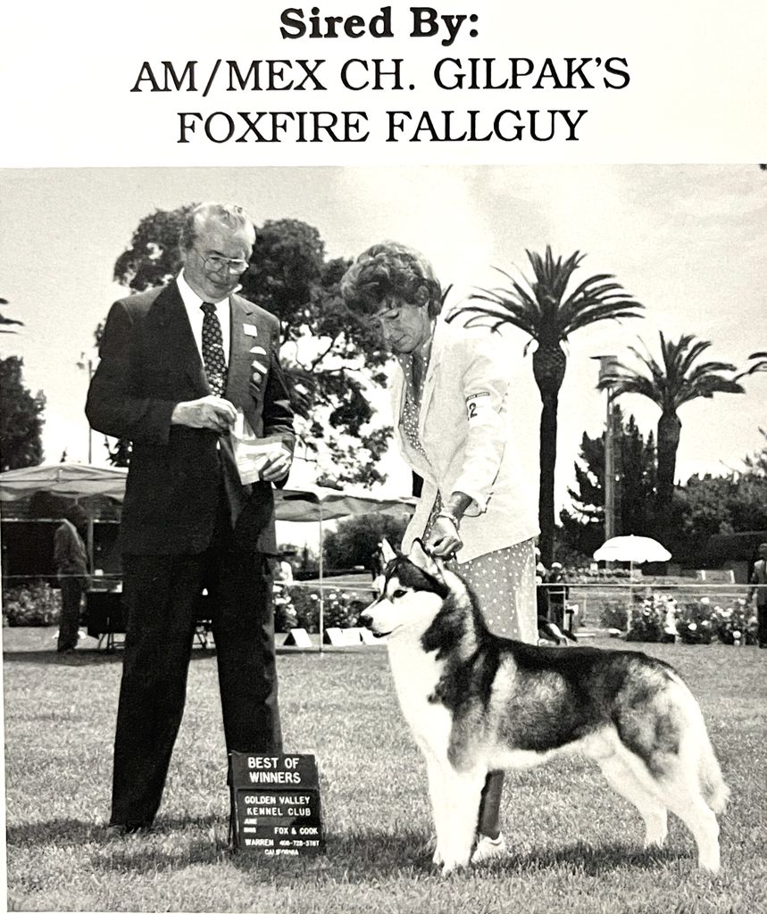 Photo of Gilpak’s Foxfire Fall Guy