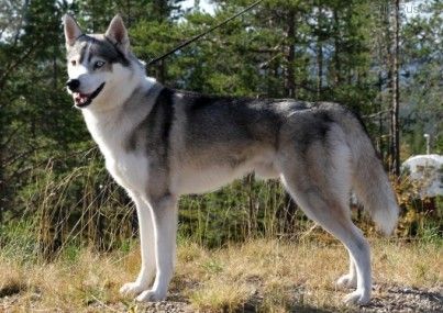 Photo of Nordvikens Tigeröga