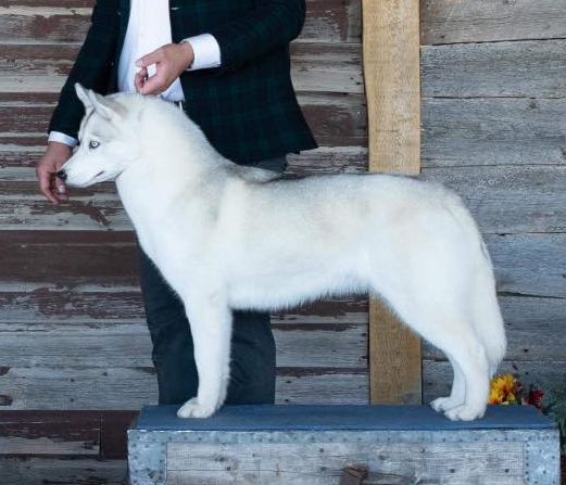 Photo of Liberty’s Belle At Nanook