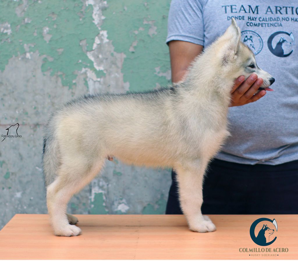 Photo of ALBUS DUMBLEDORE COLMILLO DE ACERO