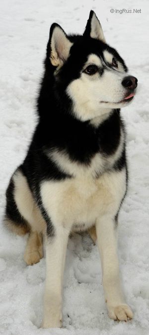 Photo of Zetta S Goluboy Zvezdy