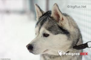Photo of Red East Pretty Girl