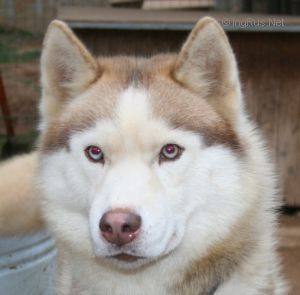 Photo of Knyaz Solntsa s Goluboy Zvezdy