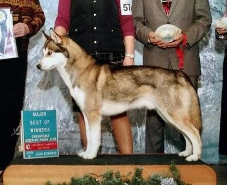 Photo of Amorok’s Boy Wonder