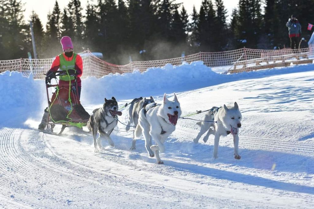 Photo of Gråbeintunets Junior