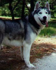Photo of Tanacross Silver Innisfree