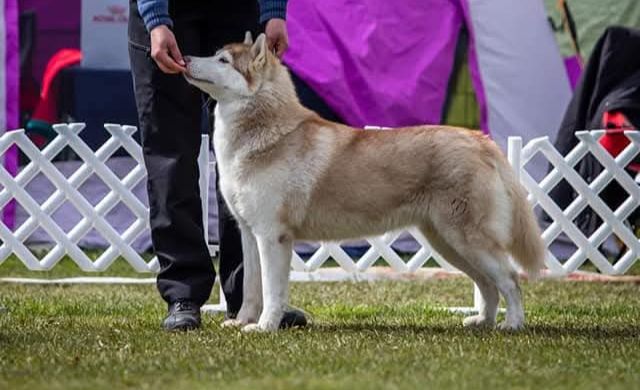 Photo of Grand Crystal koncordia rabid fox