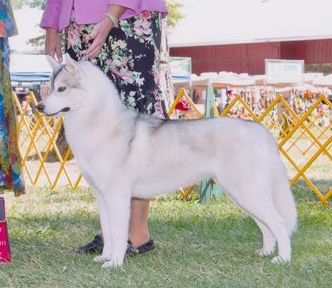 Photo of Whitepeak’s Tiger Lilly