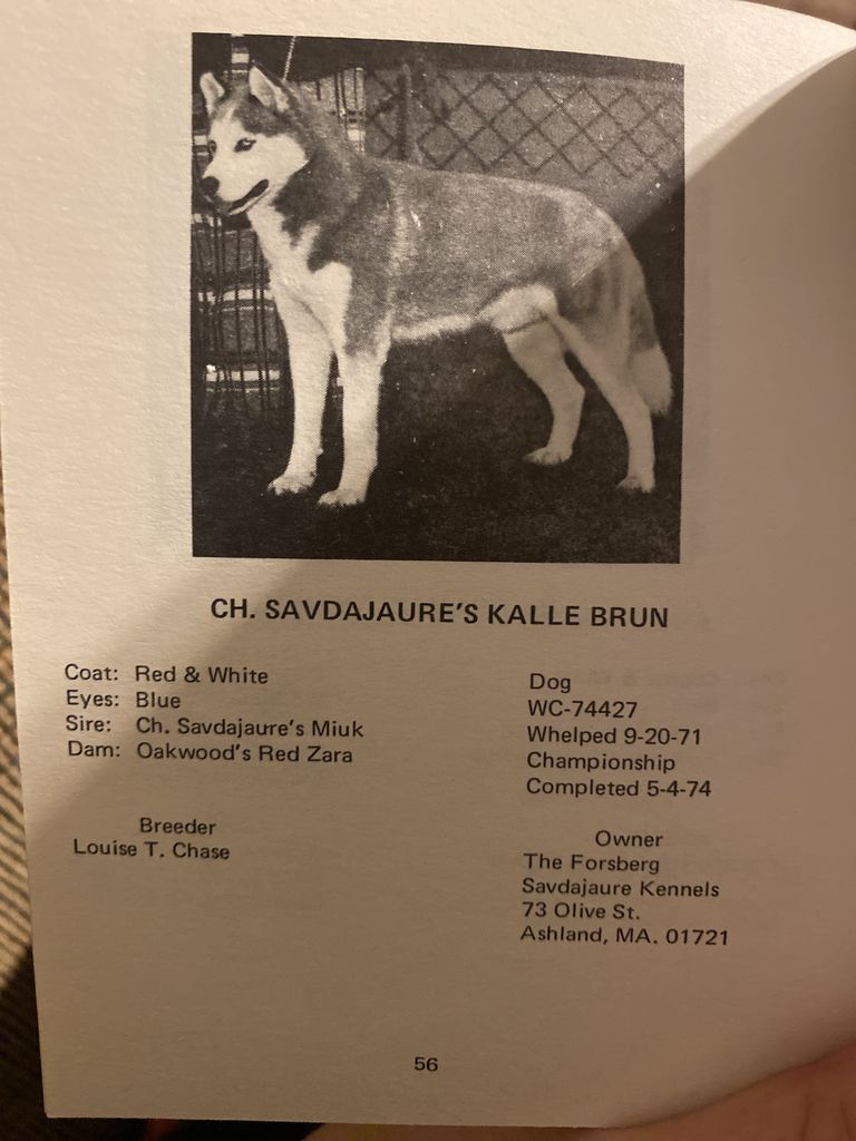 Photo of Savdajaure’s Kalle Brun