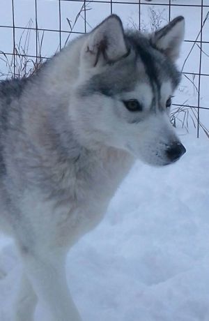 Photo of Masher Siberins Amelia