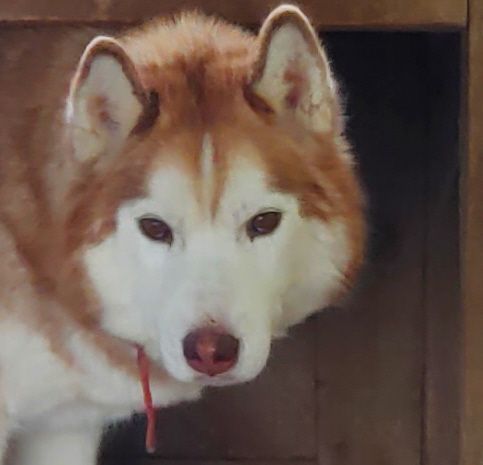 Photo of Ungayok’s Ryu