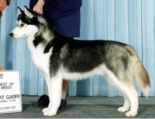 Photo of Chimini’s Remington Steele