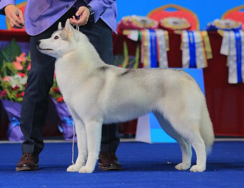Photo of Gerta Charlie Angels of Dynasty RC Kennel