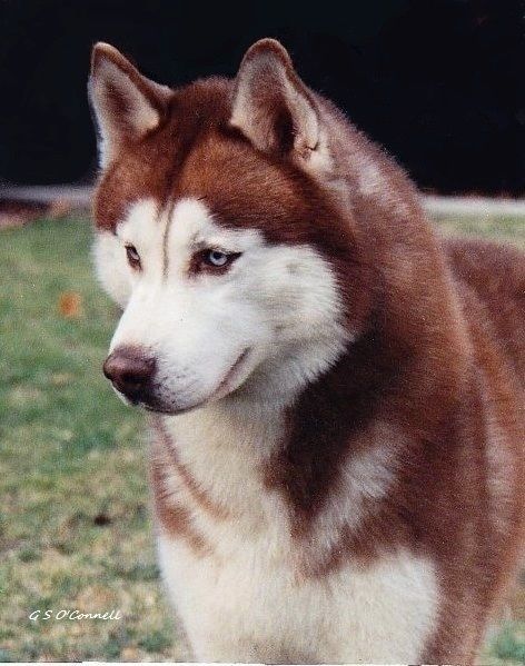 Photo of Talocon’s Polar Kantu