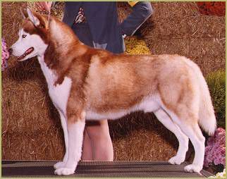 Photo of Trillium’s Mystic Mytuk Of Aslan