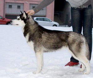 Photo of T-Lesark Amazonka Lady Snow