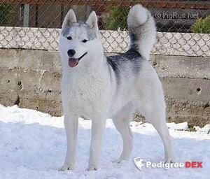 Photo of Belstok Annabell Snow Queen