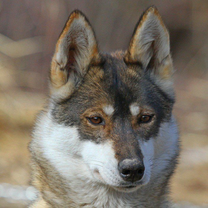 Photo of Sisu