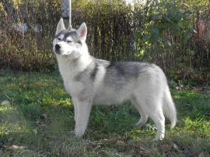 Photo of Husky Haven Empress Dzhozefin