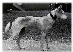 Photo of Stuyahok’s Fang