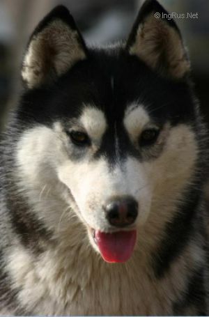 Photo of Geekie Yukon Tanana
